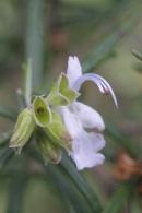 Rosmarinus-officinalis-27-05-2009-2530