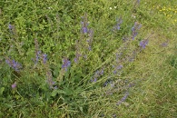 Salvia-pratensis-20-06-2009-5563