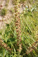 Salvia-pratensis-27-06-2009-6685