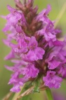 Stachys-officinalis-05-07-2009-8441