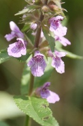 Stachys-palustris-15-07-2011-2417