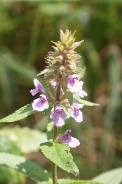 Stachys-palustris-15-07-2011-2418