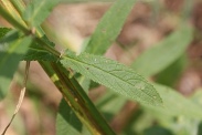 Stachys-palustris-15-07-2011-2421