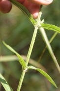 Stachys-palustris-15-07-2011-2425