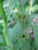 Stachys-palustris5-10-07-2008