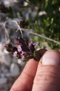 Teucrium-chamaedrys-15-06-2011-9900