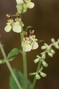 Teucrium-scorodonia-10-07-2011-1036