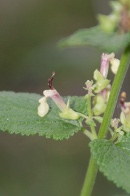 Teucrium-scorodonia-18-07-2009-0747