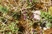 Thymus-serpyllum-03-06-2010-8781