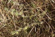 Thymus-serpyllum-subsp-decipiens-13-08-2009-2791