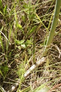 Asparagus-officinalis-30-05-2009-3197