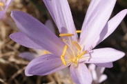 Colchicum-automnale-22-09-2010-5473