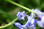 Hyacinthoides-non-scripta-22-05-2010-8323