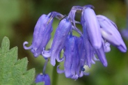 Hyacinthoides-non-scripta-26-04-2010-7238