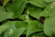 Maianthemum-bifolium-11-05-2010-8028