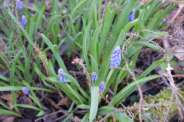 Muscari-botryoides-27-03-2009-620