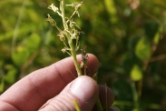 Ornithogalum-pyrenaicum-01-06-2011-9054