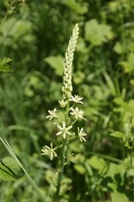 Ornithogalum-pyrenaicum-04-06-2010-8918