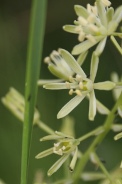 Ornithogalum-pyrenaicum-13-06-2009-4841