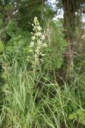 Ornithogalum-pyrenaicum-13-06-2009-4845