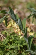 Polygonatum-multiflorum-27-04-2010-7379