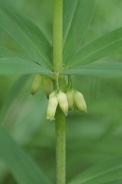 Polygonatum-verticillatum-17-06-2010-0107