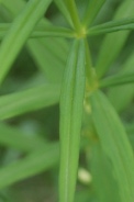 Polygonatum-verticillatum-17-06-2010-0109