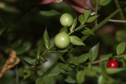 Ruscus-aculeatus-11-08-2009-2708