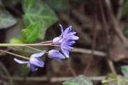 Scilla-bifolia-07-04-2010-6363