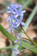 Scilla-bifolia-07-04-2010-6412