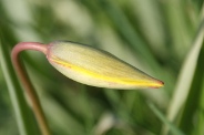 Tulipa-sylvestris-subsp-sylvestris-06-04-2011-6529