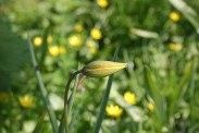 Tulipa-sylvestris-subsp-sylvestris-06-04-2011-6539