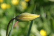 Tulipa-sylvestris-subsp-sylvestris-06-04-2011-6540