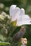 Althaea-officinalis-15-07-2011-2360