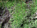 Pellia-epiphylla-Linch