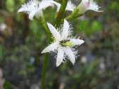 Menyanthes-trifoliata-24-04-2009-5364