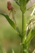 Oenothera-biennis-20-06-2009-5420