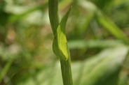 Cephalanthera-damasonium-05-06-2010-9318