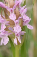 Dactylorhiza-incarnata-02-06-2012-6697