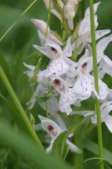 Dactylorhiza-maculata-28-05-2009-3008