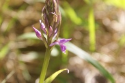 Dactylorhiza-praetermissa-02-06-2011-9483