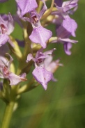 Dactylorhiza-sphagnicola-02-07-2010-1859