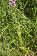 Dactylorhiza-sphagnicola-02-07-2010-1864