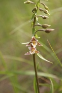 Epipactis-palustris-29-06-2010-0893