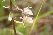 Epipactis-palustris-29-06-2010-0900