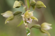 Epipactis-helleborine-06-07-2011-0808