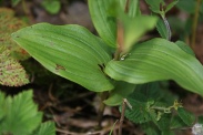 Epipactis-tremolsii-25-06-2011-9951