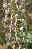 Himantoglossum-hircinum-30-05-2009-3138