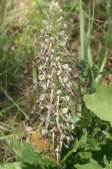 Himantoglossum-hircinum-30-05-2009-3139