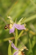 Ophrys-apifera-24-06-2010-0753